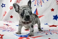 Peppa, a female French Bulldog for sale in Fort Worth, TX – 3 of 3