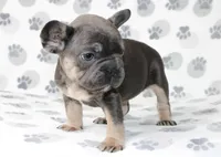 Rosie , a female French Bulldog for sale in Fort Worth, TX – Photo 2 of 3