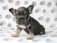 Rosie , a female French Bulldog for sale in Fort Worth, TX – Photo 3 of 3