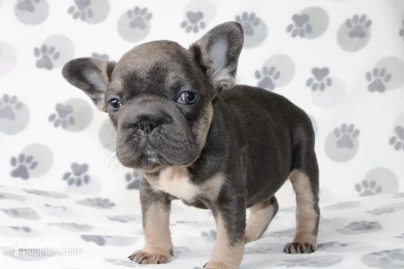 Rosie  – French Bulldog puppy for sale in Fort Worth, TX