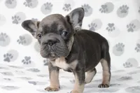 Rosie , a female French Bulldog for sale in Fort Worth, TX – Photo 1 of 3