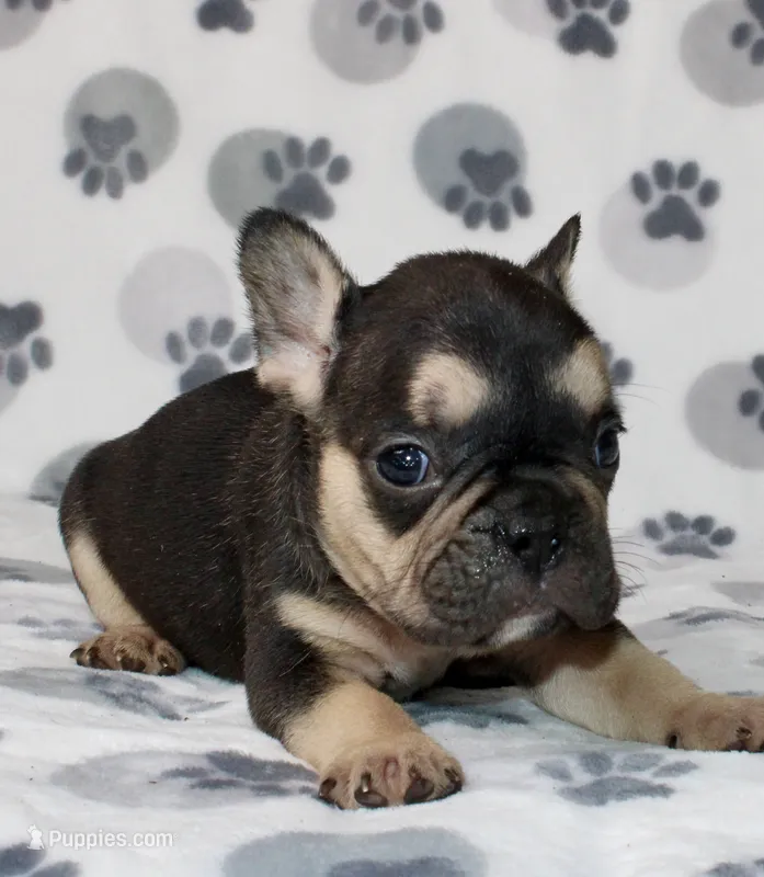 Ace – French Bulldog puppy for sale in Fort Worth, TX