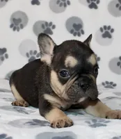 Ace, a male French Bulldog for sale in Fort Worth, TX – 1 of 3
