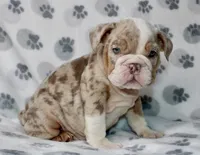 Lucy, a female English Bulldog for sale in Fort Worth, TX – 4 of 4
