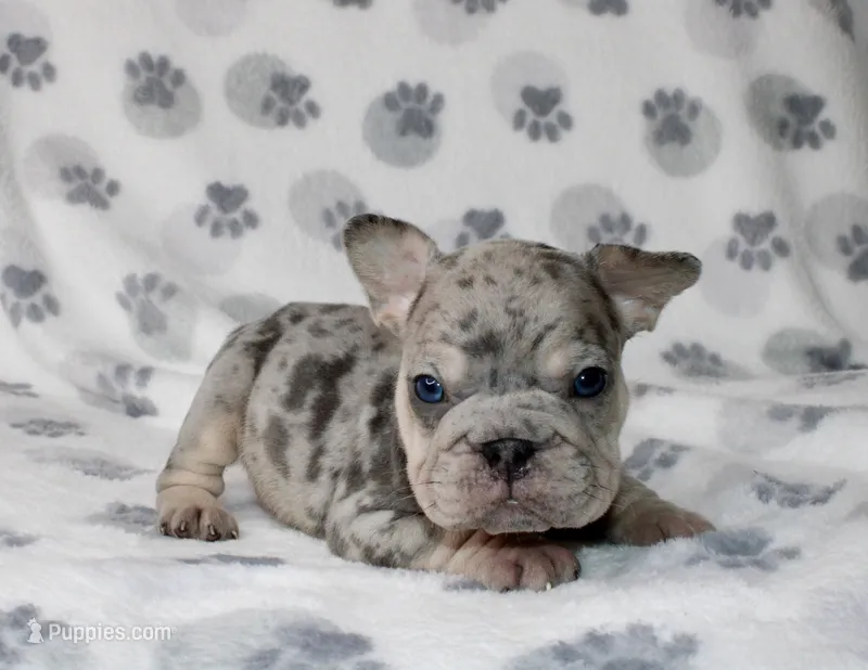 Theo – French Bulldog puppy for sale in Fort Worth, TX
