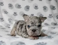 Theo, a male French Bulldog for sale in Fort Worth, TX – 1 of 1