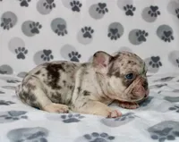 Mochi, a male French Bulldog for sale in Fort Worth, TX – 3 of 3