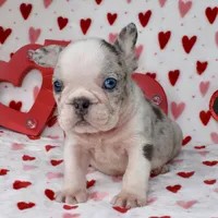 Prince, a male French Bulldog for sale in Fort Worth, TX – Photo 2 of 4