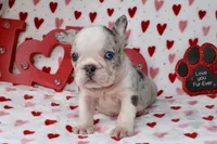 Prince, a male French Bulldog for sale in Fort Worth, TX – Photo 2 of 4