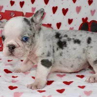 Prince, a male French Bulldog for sale in Fort Worth, TX – Photo 4 of 4