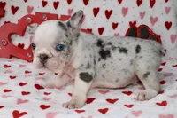 Prince, a male French Bulldog for sale in Fort Worth, TX – Photo 4 of 4