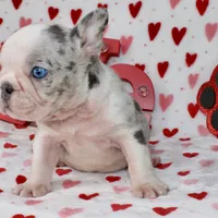 Prince, a male French Bulldog for sale in Fort Worth, TX – Photo 3 of 4