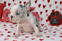 Prince, a male French Bulldog for sale in Fort Worth, TX – Photo 3 of 4