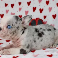 Prince, a male French Bulldog for sale in Fort Worth, TX – Photo 1 of 4