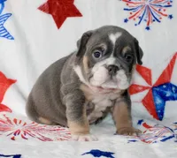 Berri , a female English Bulldog for sale in Fort Worth, TX – 2 of 4