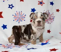 Diva , a female English Bulldog for sale in Fort Worth, TX – 3 of 3