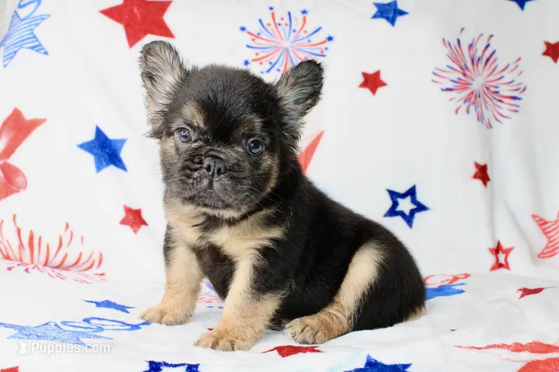 Teddy – French Bulldog puppy for sale in Fort Worth, TX