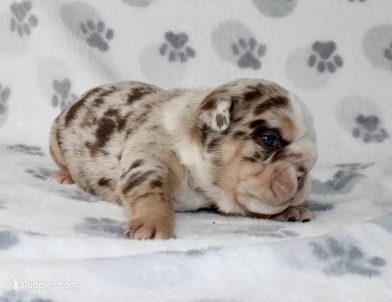 Twix – English Bulldog puppy for sale in Fort Worth, TX