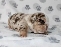 Twix, a male English Bulldog for sale in Fort Worth, TX – 1 of 3