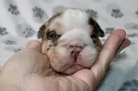 Twix, a male English Bulldog for sale in Fort Worth, TX – 2 of 3