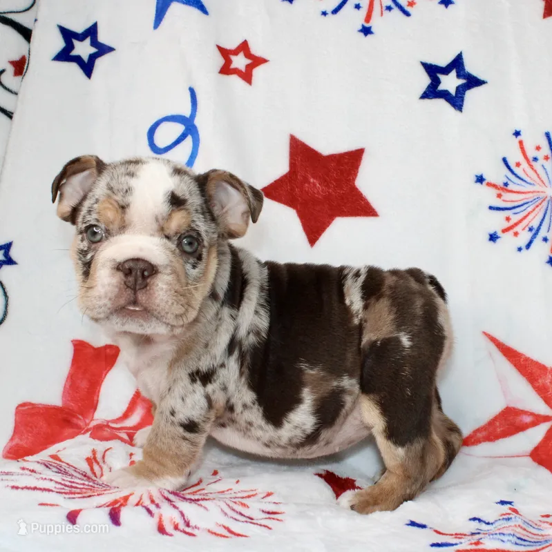 Diva  – English Bulldog puppy for sale in Fort Worth, TX