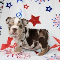 Diva , a female English Bulldog for sale in Fort Worth, TX – 1 of 3