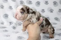 Twix, a male English Bulldog for sale in Fort Worth, TX – 3 of 3