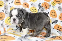 Cody, a male English Bulldog for sale in Fort Worth, TX – 2 of 3