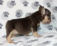 Milo, a male French Bulldog for sale in Fort Worth, TX – 3 of 3