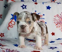 Heath, a male English Bulldog for sale in Fort Worth, TX – 2 of 3