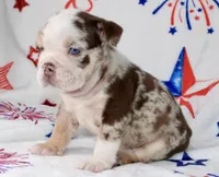 Charlie , a female English Bulldog for sale in Fort Worth, TX – 2 of 3