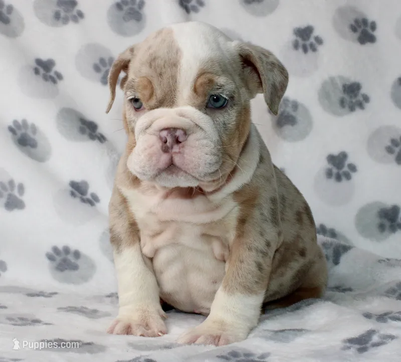 Lucy – English Bulldog puppy for sale in Fort Worth, TX