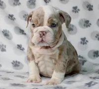 Lucy, a female English Bulldog for sale in Fort Worth, TX – 1 of 4