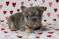 Bella, a female French Bulldog for sale in Fort Worth, TX – 3 of 3