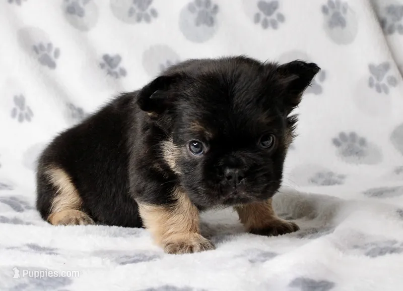 Duke – French Bulldog puppy for sale in Fort Worth, TX