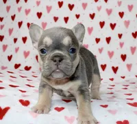 Luna, a female French Bulldog for sale in Fort Worth, TX – 2 of 3
