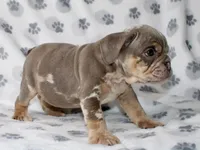 Snoop, a male English Bulldog for sale in Fort Worth, TX – 3 of 4