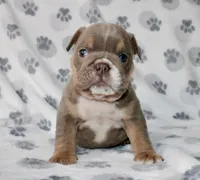 Penny, a female English Bulldog for sale in Fort Worth, TX – 2 of 3