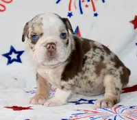 Charlie , a female English Bulldog for sale in Fort Worth, TX – 3 of 3