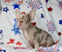 Ace , a male French Bulldog for sale in Fort Worth, TX – 4 of 4