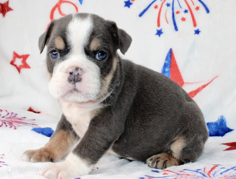 Buzz – English Bulldog puppy for sale in Fort Worth, TX