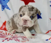 Lilly, a female English Bulldog for sale in Fort Worth, TX – 3 of 3