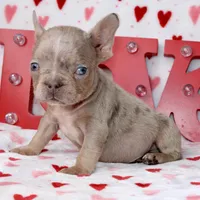 Brody, a male French Bulldog for sale in Fort Worth, TX – Photo 2 of 3