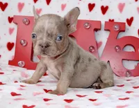 Brody, a male French Bulldog for sale in Fort Worth, TX – Photo 2 of 3