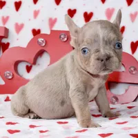 Brody, a male French Bulldog for sale in Fort Worth, TX – Photo 1 of 3
