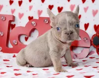 Brody, a male French Bulldog for sale in Fort Worth, TX – Photo 1 of 3