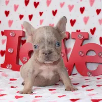 Brody, a male French Bulldog for sale in Fort Worth, TX – Photo 3 of 3