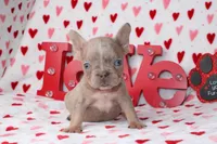 Brody, a male French Bulldog for sale in Fort Worth, TX – Photo 3 of 3