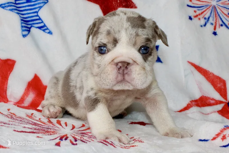 Lilly – English Bulldog puppy for sale in Fort Worth, TX
