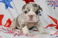 Lilly, a female English Bulldog for sale in Fort Worth, TX – 1 of 3